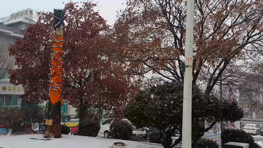 冬季降雪季节的雪地和树枝上积雪视频