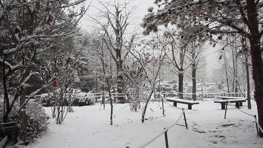 冬季在公园中看到地面和树上积雪的情况视频