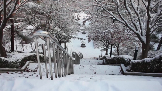 冬季在公园中看到地面和树上积雪的情况视频