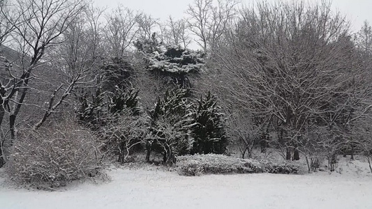 冬季在公园中看到地面和树上积雪的情况视频