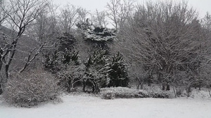 冬季在公园中看到地面和树上积雪的情况21秒视频