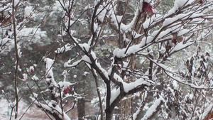 冬季在公园中看到地面和树上积雪的情况21秒视频