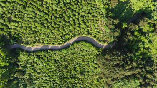 俯拍绿色森林中的公路航拍视频