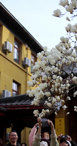 杭州法喜寺游客正在拍摄白玉兰竖版视频