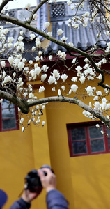 杭州法喜寺游客正在拍摄白玉兰竖版视频