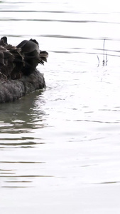 黑天鹅在湖水中嬉戏视频