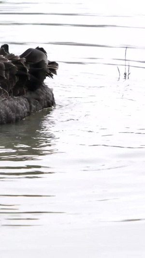 黑天鹅在湖水中嬉戏44秒视频