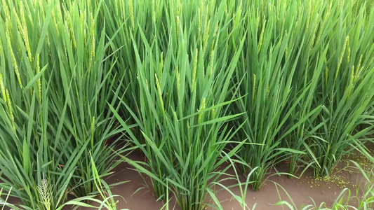 农村的稻田视频