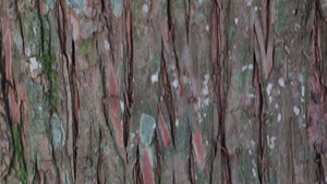 干棕色比例和线条的天然树皮12秒视频