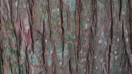 干棕色的天然树皮视频