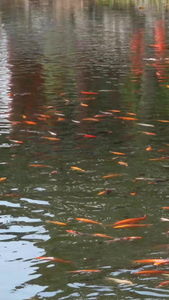 河中锦鲤观赏鱼视频