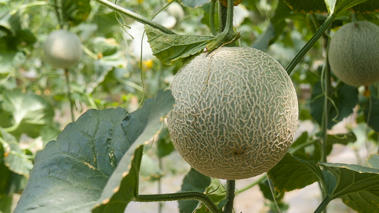 网纹哈密瓜种植视频