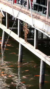 河中锦鲤观赏鱼视频