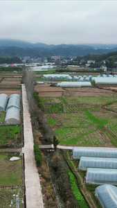 农业种植农作物农田竖屏航拍 视频