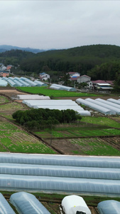 农业种植农作物农田竖屏航拍 视频