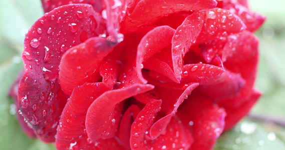 红玫瑰花花花园视频