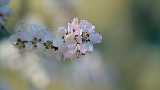 樱花节视频