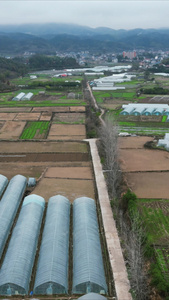 农业种植农作物农田竖屏航拍 视频