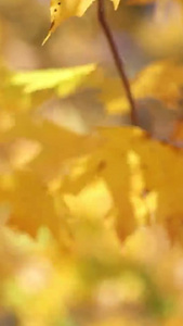 秋天枫叶随微风飘荡金黄色视频