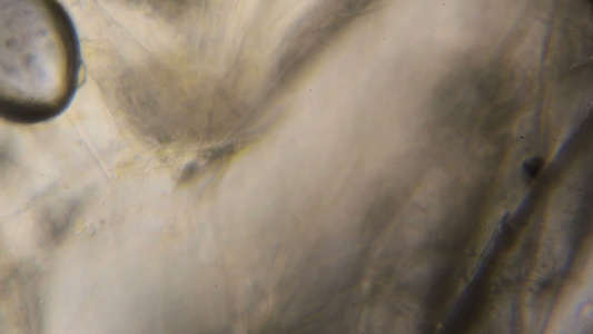 显微镜下的黄瓜视频