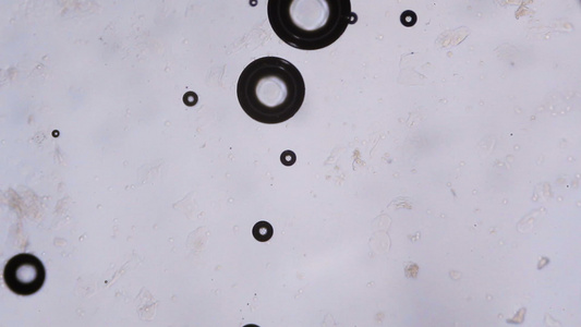显微镜下的水泡视频
