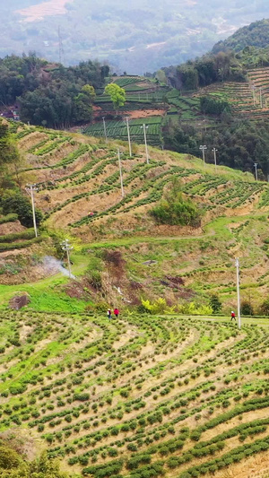 航拍福鼎山上白茶茶园合集白茶树91秒视频