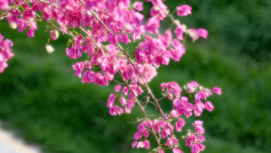 高清植物花朵唯美意境视频