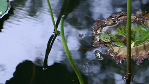 实拍4k池塘里的青蛙25秒视频