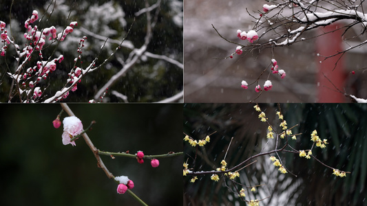 雪中梅花视频