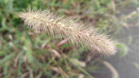 狗尾巴草视频