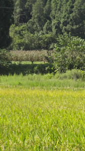 实拍收割机在农田收割水稻视频素材视频