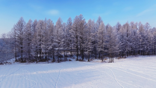 4k航拍冰雪树木树林风景视频