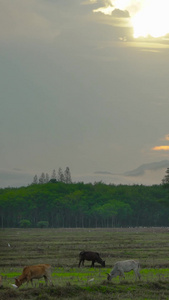 黎明山峦牧场合集视频