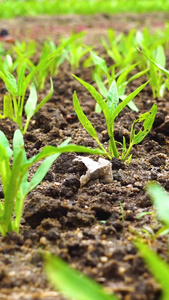 田地里刚种植的空心菜视频