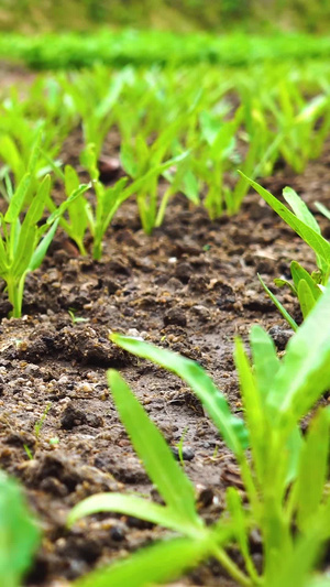 田地里刚种植的空心菜27秒视频