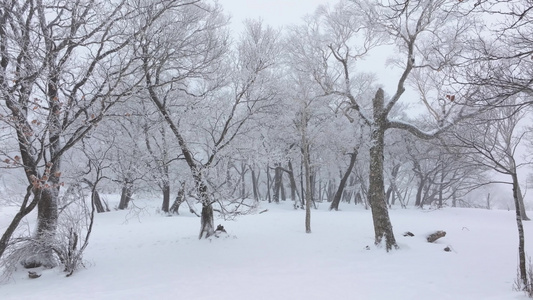 4k航拍冰天雪地树木雾凇下雪风景视频