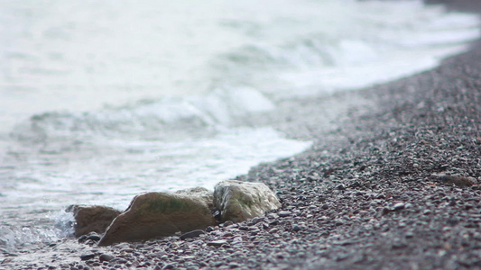 海海视频