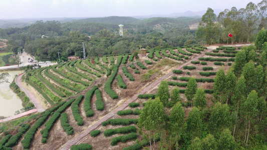 4K广东廉江茶园视频