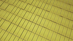 明亮薄荷黄色立方体移动的无缝轮廓背景的3D动画非常适合20秒视频