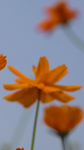 实拍春暖花开夏天鲜花紫色花视频