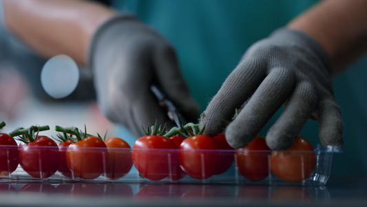 工厂番茄盒包装工艺工人手分拣红色有机食品特写视频