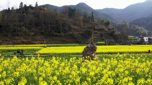 婺源庆源古村春季油菜花航拍视频