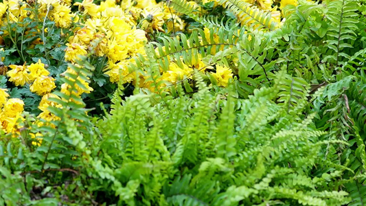 花坛里的红花花盆造型装饰鲜花视频