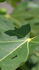 夏季果实无花果实拍素材视频