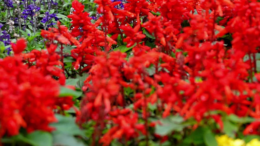 花坛里的红花花盆造型装饰鲜花视频