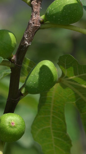 夏季果实无花果实拍素材视频