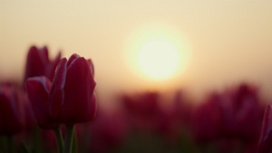特写两朵柔和的粉红色花朵在夕阳的阳光下有绿色的茎和新鲜的叶子15秒视频