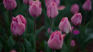 在户外特写许多粉红色的花朵15秒视频