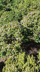 大自然山茶花鲜花盛开植物航拍视频