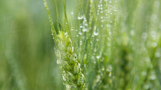 4K实拍谷雨节气雨中的麦子视频素材[新米节]视频